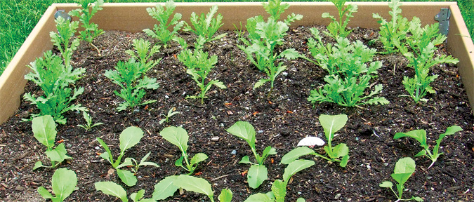 野沢菜は４月に種まき。５月６月とどんどん大きく成長します 