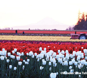 Wooden Shoe Tulip Festival 2025 イベント画像