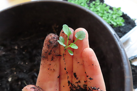 ビオラの苗の植え替え