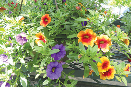 Calibrachoa