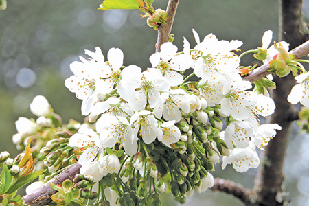 サクランボの白い花