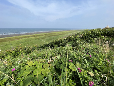 北海道に自生しているハマナス