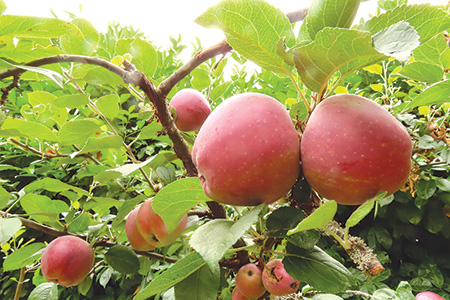 Dwarf Apple Tree