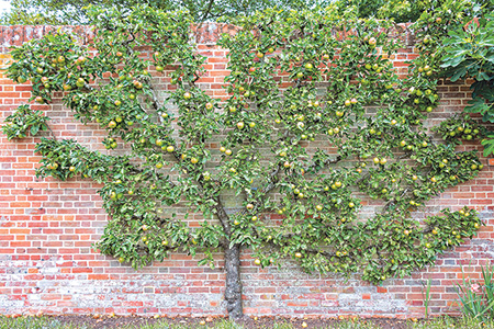 Espalier Apple Tree