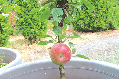 Columnar Apple Tree