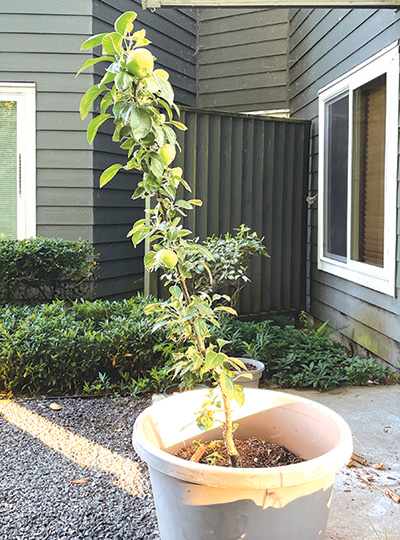 Columnar Apple Tree