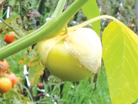 Tomatillo（食用ホオズキ）