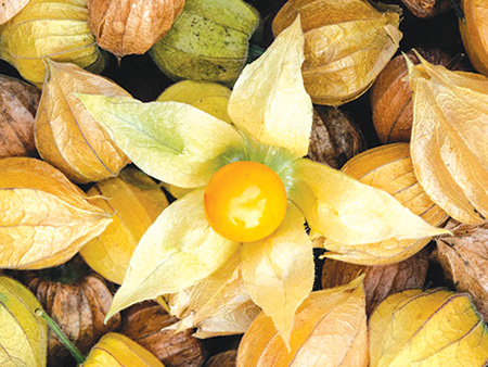 Ground Cherry