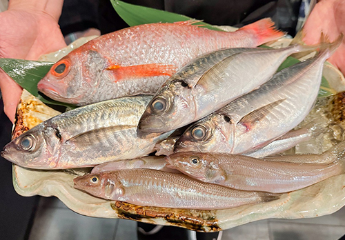 豊洲から直送の新鮮な魚